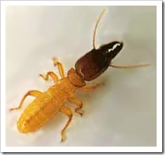 termite-pic-blog-1